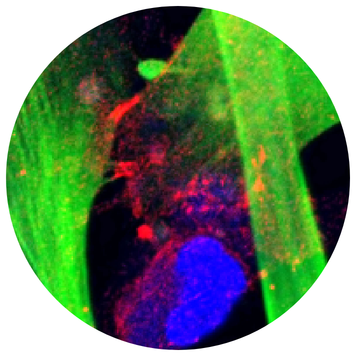 Flow Cytometry