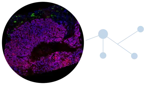 Paletrra for spatial proteomics