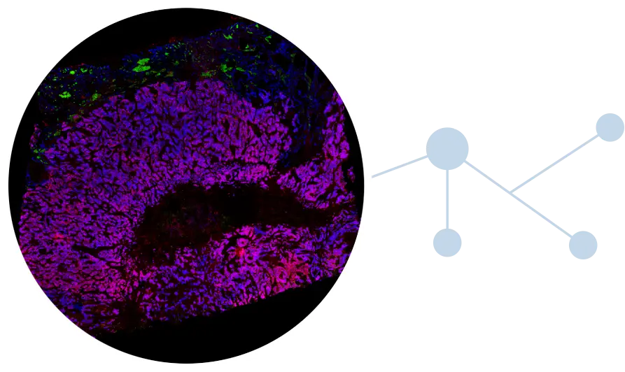 Paletrra for spatial proteomics